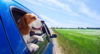 Balak - L'homme avant le chien