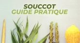 Guide pratique de Souccot