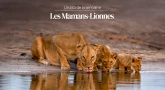 L'édito de la semaine - Les Mamans-Lionnes