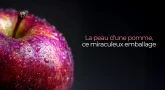 La peau d'une pomme, ce miraculeux emballage