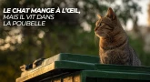 Le chat mange à l’œil, mais il vit dans la poubelle