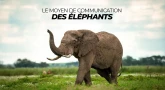 Le moyen de communication des Éléphants