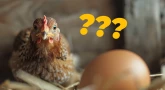 Lequel est arrivé le premier : l’œuf ou la poule ? La limite de la science…