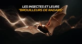 Les insectes et leurs "brouilleurs de radars"