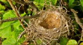 Connaissez-vous le syndrome du nid vide ?