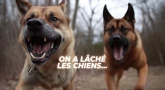 On a lâché les chiens...