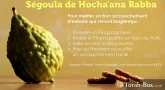 Ségoula pour un bon accouchement : aujourd'hui, Hocha'ana Rabba