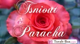 Tsni'out et Paracha : La Tsni'out, « Telle mère, telle fille » (Vayichla’h)