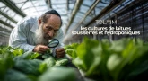 Vers / Tola'im : les cultures de laitues sous serres et hydroponiques