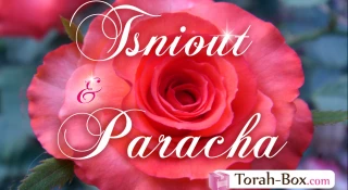 Tsniout & Paracha : La Tsniout, le filtre des bonnes fréquentations (Kora'h)