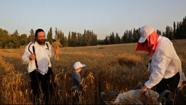 Année de Chemita : les agriculteurs chantent et dansent en quittant leurs champs 