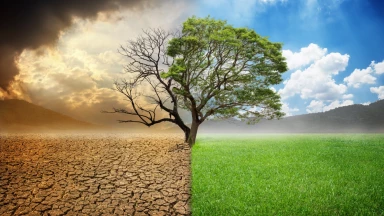 Vayichla’h - « Tout ou rien » ou « c’est déjà pas mal » ?