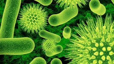 La naissance d’une bactérie artificielle