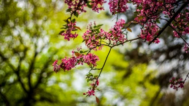 Halakha : Birkat ha-Ilanot en 9 lois