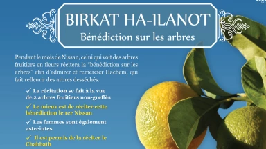 [Fiche] Birkat Ha-Ilanot, la bénédiction sur les arbres !