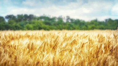 L'édito de la semaine : Les lois sociales de la Torah