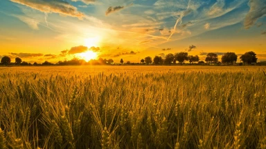 Miracle une veille de Chemita : brakha atomique
