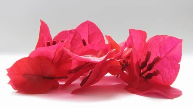 Balak, ému par le charme de nos Mitsvot