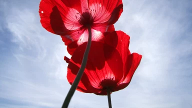 4 questions-réponses sur les... lois du réveil (modé ani, lacets,...)