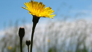 Les graves fautes sollicitent les grands hommes