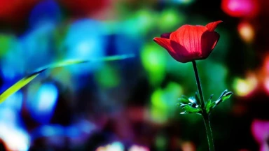 Mazal : 3 choses dépendent du... destin