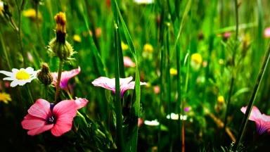 Un foyer Juif, sur le modèle du Beit Hamikdach