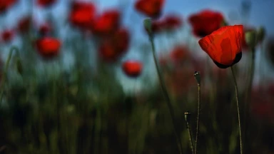 Mon foyer est-il un Beth-Hamikdach ?