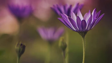 Pourim : le jour des délivrances surnaturelles