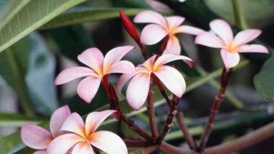 Chiddoukh ! Le contact physique est corrupteur...