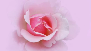 La vie d'une échet 'hayil, comme un accouchement...