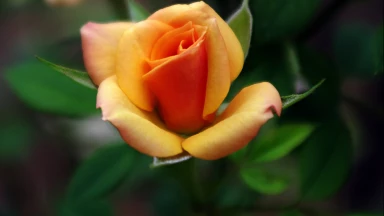 D'où provient l'amour d'une femme pour sa maisonnée ?