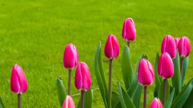 Histoire : lorsque la rumeur s'enflamme