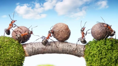 Les fourmis agricoles, une merveille d'Hachem