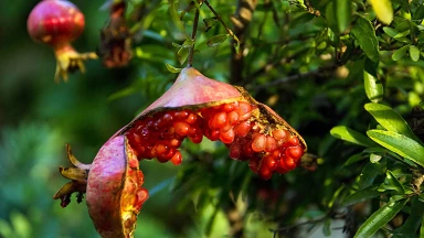 Parabole du rav Yaffé sur "Chela'h Lekha'