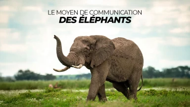 Le moyen de communication des Éléphants