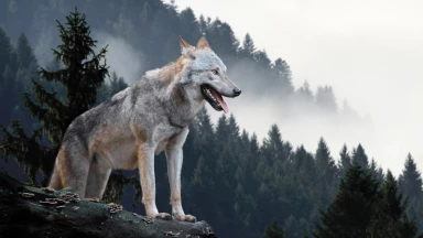 Tu choisis quel loup tu veux être...