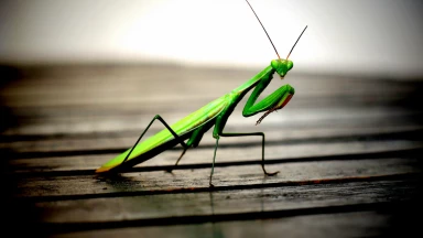 Les insectes et leurs "brouilleurs de radars"