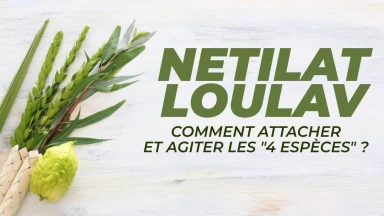 Netilat Loulav : comment attacher et agiter les "4 espèces" ?