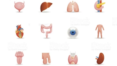 Des organes superflus dans le corps ?!