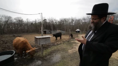 [Vidéo] La 10ème vache rousse qui annonce Machia'h ?