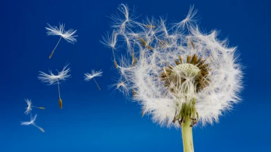 Le pissenlit, une autre fleur divine
