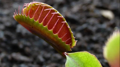 Darwin et la plante carnivore