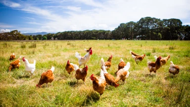 Les niveaux de Cacheroute dans le poulet