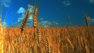 Sefirat ha'Omer : lois du compte du 'Omer