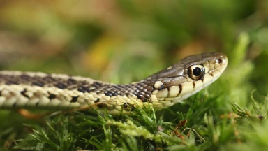 ‘Houkat et le serpent guérisseur - La négativité, obstacle ou tremplin ?