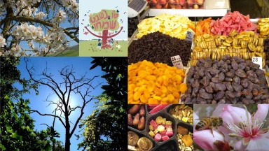 A propos de Tou Bichevat !