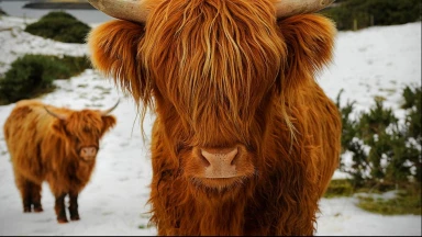 ‘Houkat : quel est le but des Mitsvot ?