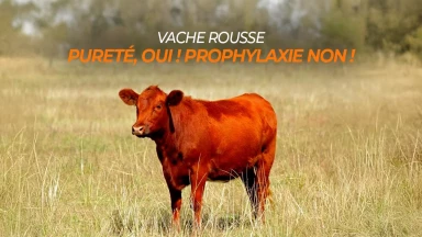 Vache rousse : Pureté, oui ! Prophylaxie non !