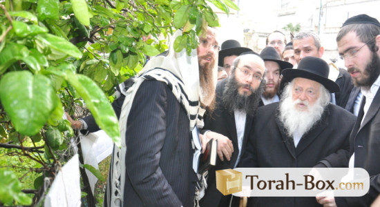 Birkat Ha-Ilanot avec Rabbi 'Haim Kanievsky
