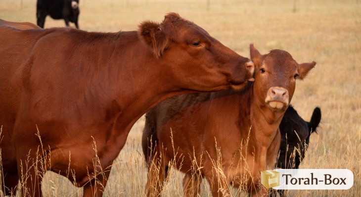 Vache rousse : Pureté, oui ! Prophylaxie non